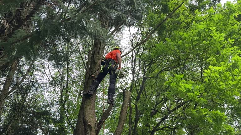 Trusted Ravenna, OH Tree Services Experts